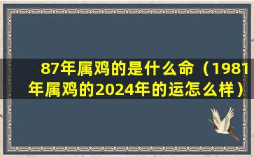 87年属鸡的是什么命（1981年属鸡的2024年的运怎么样）