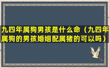 九四年属狗男孩是什么命（九四年属狗的男孩婚姻配属猪的可以吗）