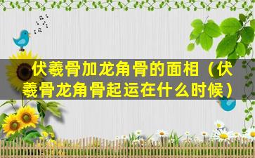 伏羲骨加龙角骨的面相（伏羲骨龙角骨起运在什么时候）