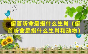 俯首听命是指什么生肖（俯首听命是指什么生肖和动物）