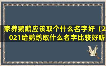 家养鹦鹉应该取个什么名字好（2021给鹦鹉取什么名字比较好听）