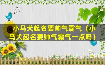 小马犬起名要帅气霸气（小马犬起名要帅气霸气一点吗）