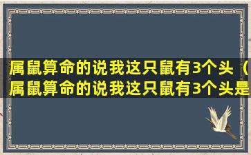 属鼠算命的说我这只鼠有3个头（属鼠算命的说我这只鼠有3个头是啥意思）