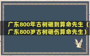 广东800年古树砸到算命先生（广东800岁古树砸伤算命先生）