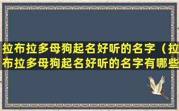 拉布拉多母狗起名好听的名字（拉布拉多母狗起名好听的名字有哪些）