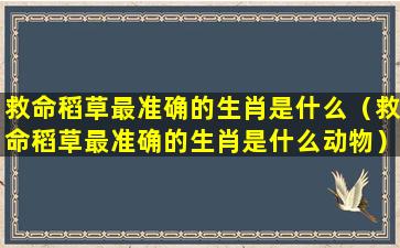 救命稻草最准确的生肖是什么（救命稻草最准确的生肖是什么动物）