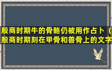 殷商时期牛的骨骼仍被用作占卜（殷商时期刻在甲骨和兽骨上的文字叫做）