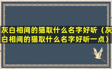 灰白相间的猫取什么名字好听（灰白相间的猫取什么名字好听一点）