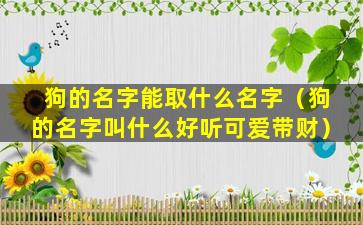 狗的名字能取什么名字（狗的名字叫什么好听可爱带财）