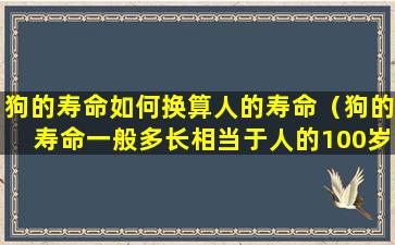 狗的寿命如何换算人的寿命（狗的寿命一般多长相当于人的100岁）