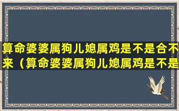 算命婆婆属狗儿媳属鸡是不是合不来（算命婆婆属狗儿媳属鸡是不是合不来婚姻）