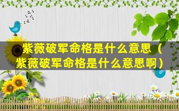 紫薇破军命格是什么意思（紫薇破军命格是什么意思啊）