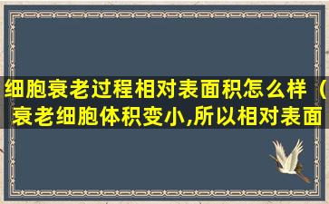 细胞衰老过程相对表面积怎么样（衰老细胞体积变小,所以相对表面积）