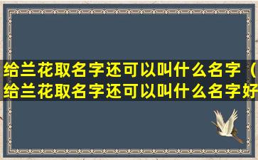 给兰花取名字还可以叫什么名字（给兰花取名字还可以叫什么名字好听）