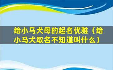 给小马犬母的起名优雅（给小马犬取名不知道叫什么）