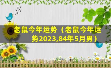 老鼠今年运势（老鼠今年运势2023,84年5月男）