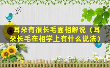 耳朵有很长毛面相解说（耳朵长毛在相学上有什么说法）