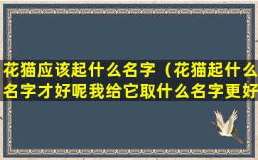 花猫应该起什么名字（花猫起什么名字才好呢我给它取什么名字更好呢好烦恼啊）