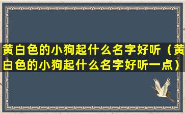 黄白色的小狗起什么名字好听（黄白色的小狗起什么名字好听一点）