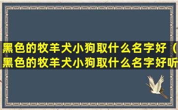 黑色的牧羊犬小狗取什么名字好（黑色的牧羊犬小狗取什么名字好听点）